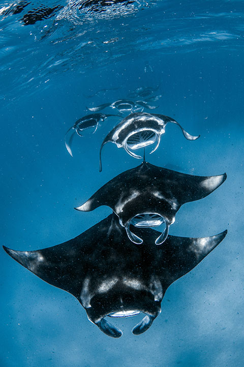 Manta Rays Worldwide