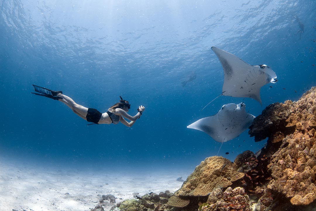 Majestic Mantas