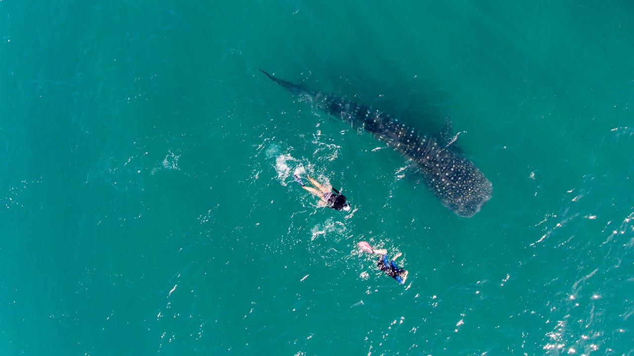 Swim with Whale Sharks