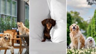 The Pawfect Staycation - Celebrate International Dog Day at Four Seasons Hotel Bengaluru