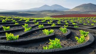 Lanzarote's Volcanic Symphony - Wines Forged in Fire, Crafted by Time